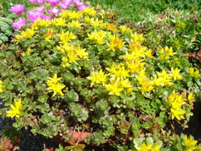 Sedum floriferum 'Weihenstephaner Gold'